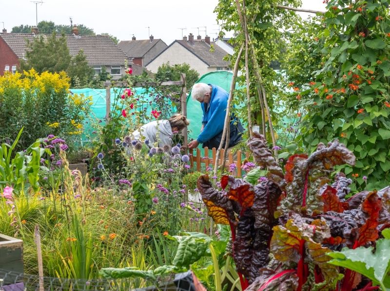 Charlton Road Allotments
